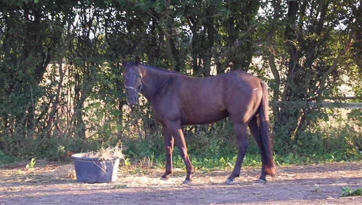 Traver Kejser N M billede 2