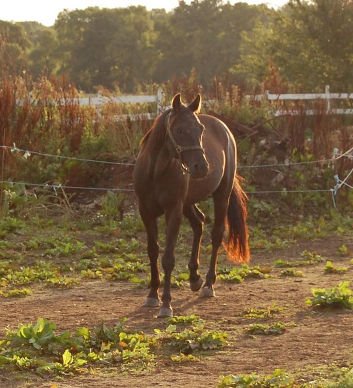 Traver Kejser N M billede 3