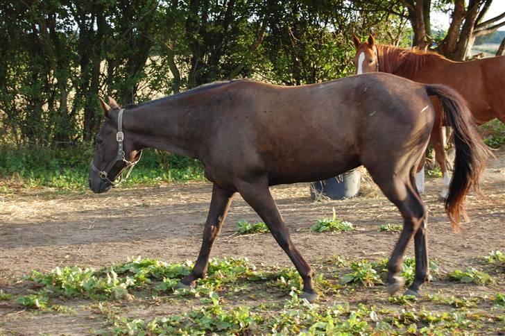 Traver Kejser N M billede 4