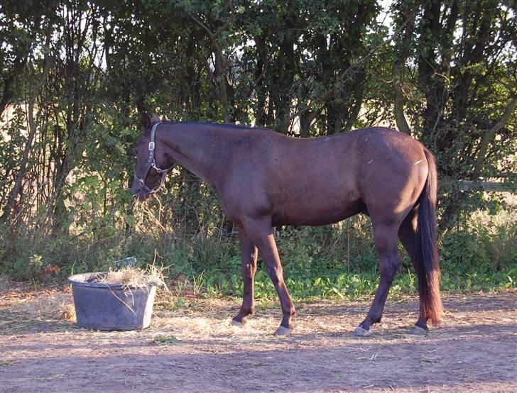 Traver Kejser N M billede 5