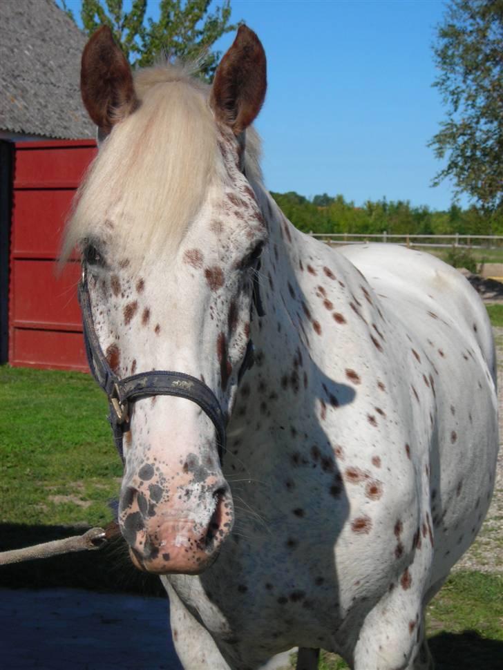 Knabstrupper Joachim - Smukke hovede...  billede 2