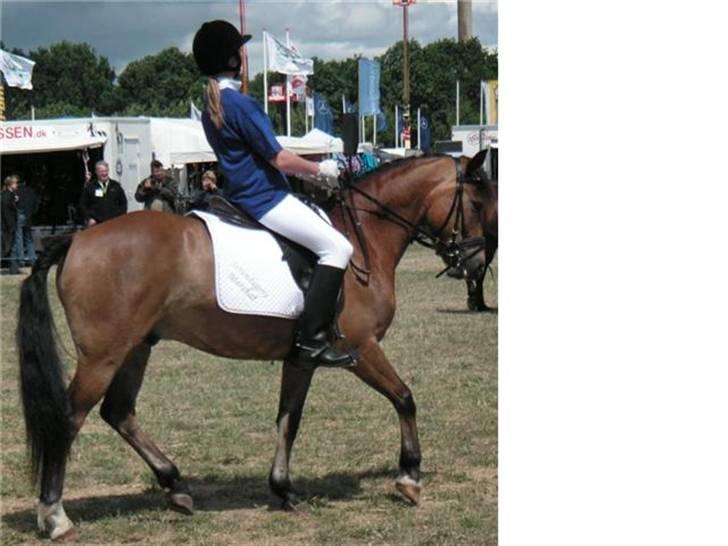 New Forest Strandagers Marchal billede 16