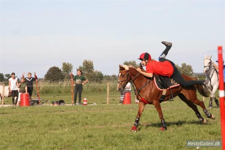 Hollandsk Sportspony Roxanne(Foxy Roxy)solgt billede 19