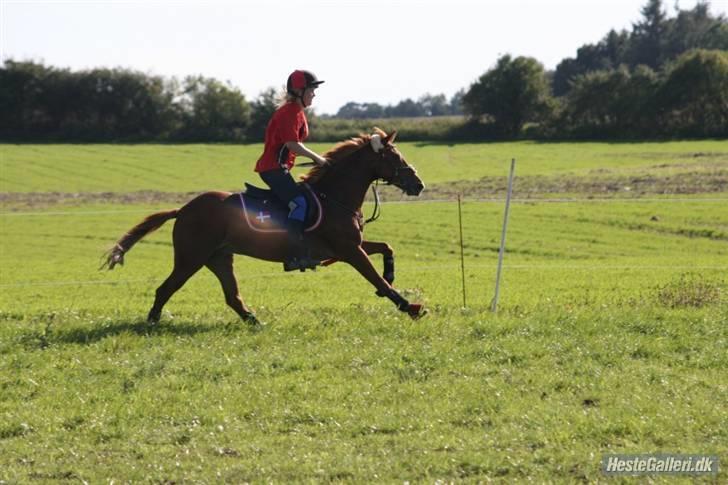 Hollandsk Sportspony Roxanne(Foxy Roxy)solgt billede 20