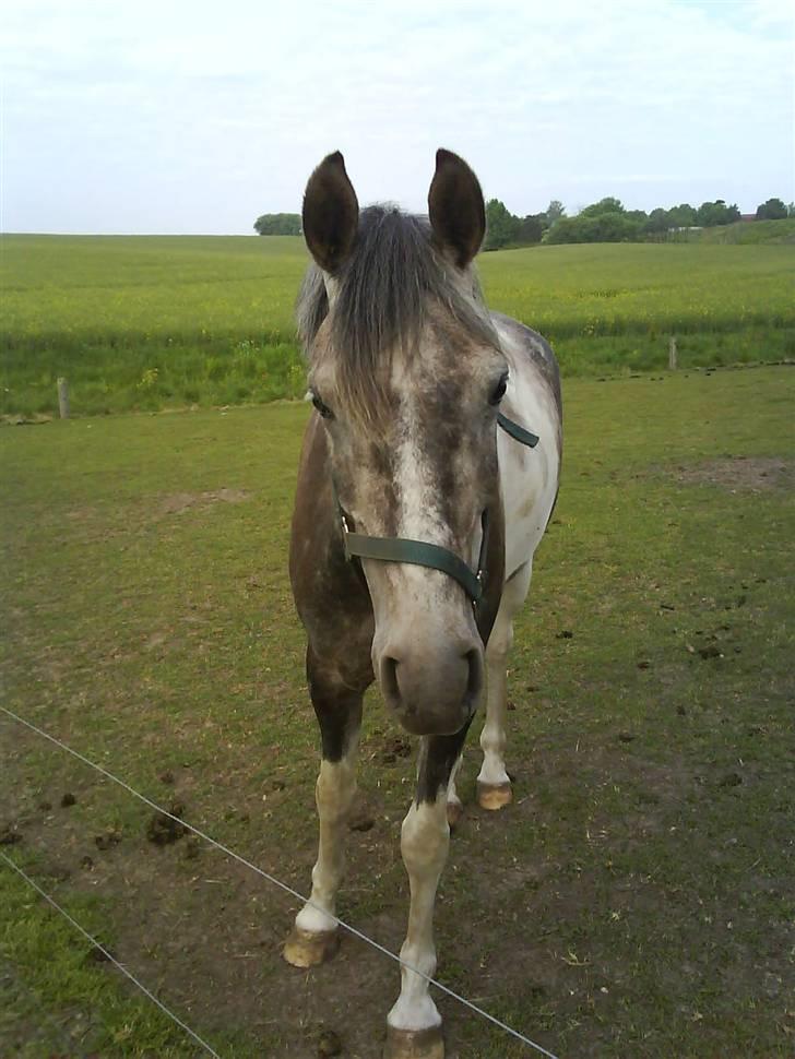 Anden særlig race Ib ( gammel låne hest ) - Er jeg lige smuk eller hva?? billede 8