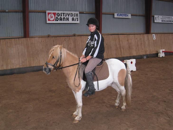 Shetlænder TIntin - Mig og tintin var på ridelejr på OMR billede 12