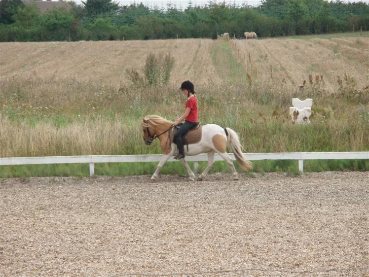 Shetlænder TIntin - Han styrer !! :) billede 13