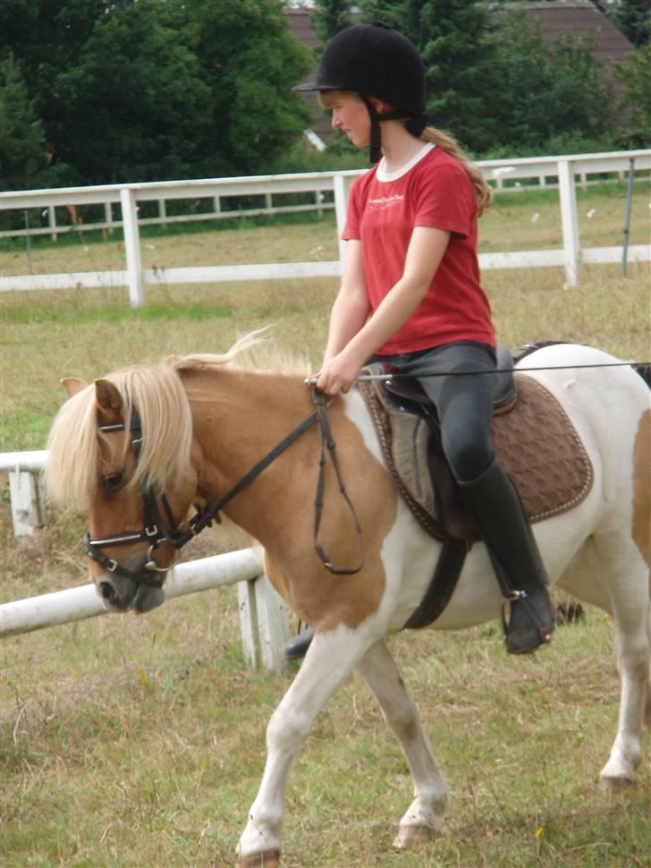 Shetlænder TIntin - ride ride ranke billede 14