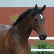 Trakehner swalineur moesgård