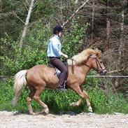 Islænder Embla f. Sondrup