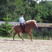 Islænder Embla f. Sondrup