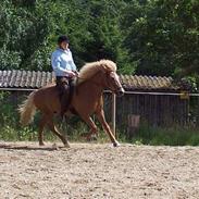 Islænder Embla f. Sondrup