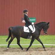 DSP sønderlunds salina*solgt*