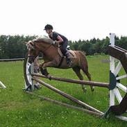 Haflinger Columbine - død