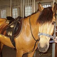 Anden særlig race Sarsfield Samson