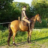 Anden særlig race Sarsfield Samson