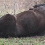 Islænder Kolskör frá Hofsstödum 