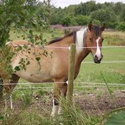 Anden særlig race Laika