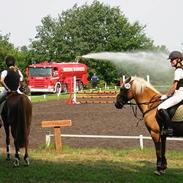 Palomino Lukas solgt :'(