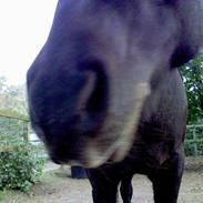 Islænder Kolskör frá Hofsstödum 