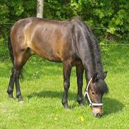 New Forest Stegstedgårds Aladdin