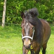 New Forest Stegstedgårds Aladdin