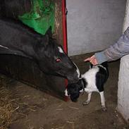 Pinto Vestergaards Domino