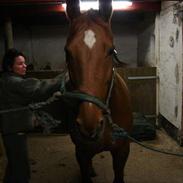 Dansk Varmblod Madame bally