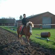 Haflinger Patrick