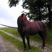 Welsh Mountain (sec A) leonardo