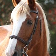 Haflinger Patrick