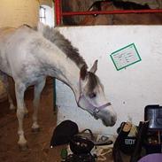 Sportsaraber (A) puffy