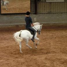 Anden særlig race Cindy