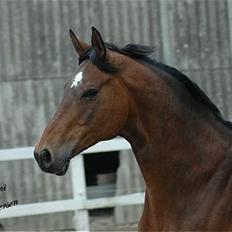 Trakehner swalineur moesgård