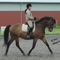 Trakehner swalineur moesgård