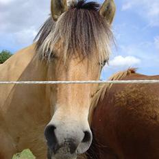 Fjordhest Stella