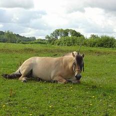 Fjordhest Stella