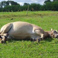 Fjordhest Stella