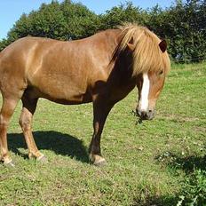 Islænder Ganti fra Valsgård