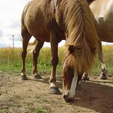 Islænder Ganti fra Valsgård