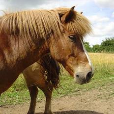 Islænder Ganti fra Valsgård