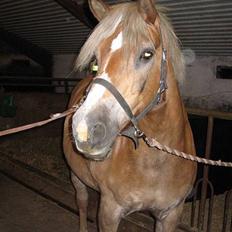Haflinger Columbine - død