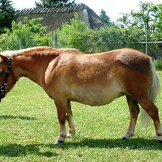 Shetlænder Sanne Bomlund 