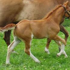 Dansk Varmblod Lindegaardens Zafir(solgt