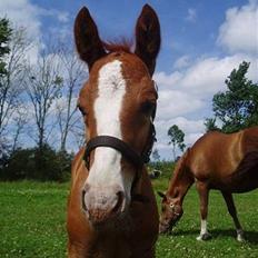 Dansk Varmblod Lindegaardens Zafir(solgt