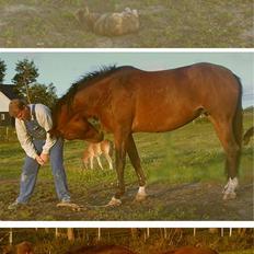 Holstener Nellie  †R.I.P.†