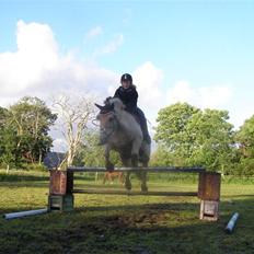 Fjordhest Frederik Midtgård *Himmelhest*