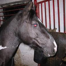 Pinto Vestergaards Domino