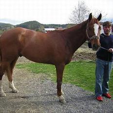 Svensk Varmblod bambino