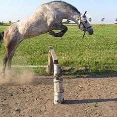 Anden særlig race Coco